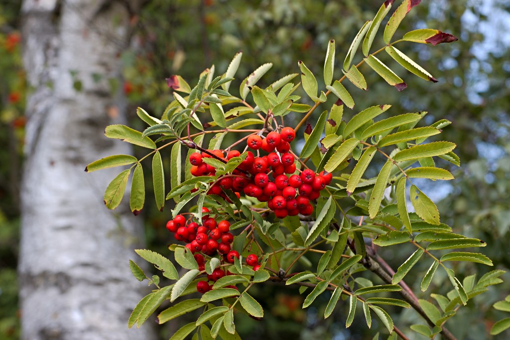 nationaal park de groote peel grote natuurgebied natuur hdr brabant limburg staatsbosbeheer turf veen heide hei bos bossen